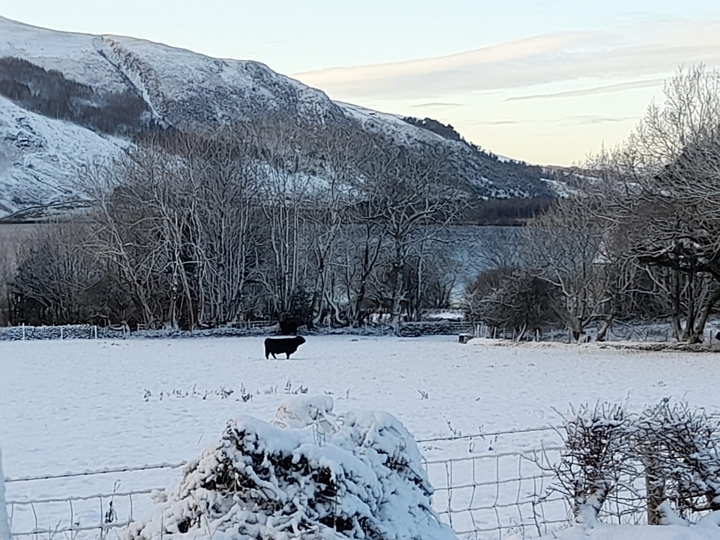 Snowy scene. Black cow in snowy field with snow covered mountains in the background