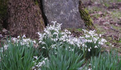 Snowdrop taken outside bala independent hostek at febuary half term