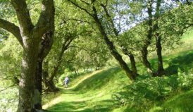 Walking to tyncornel hostel along the Doethie valley