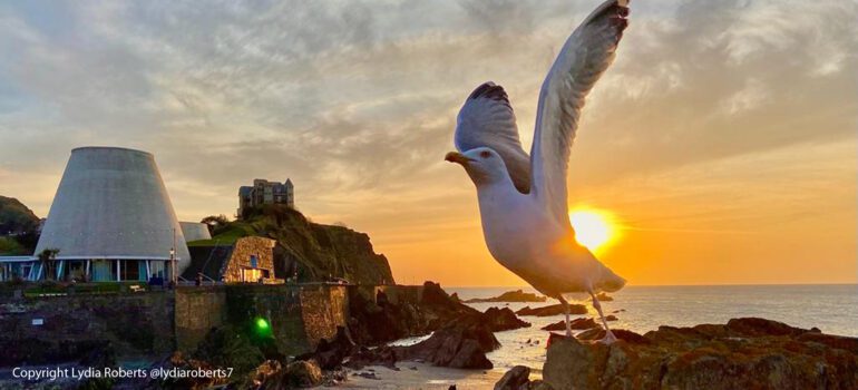 seagull over ilfracombe harbour at sunset taken by Lydia roverts