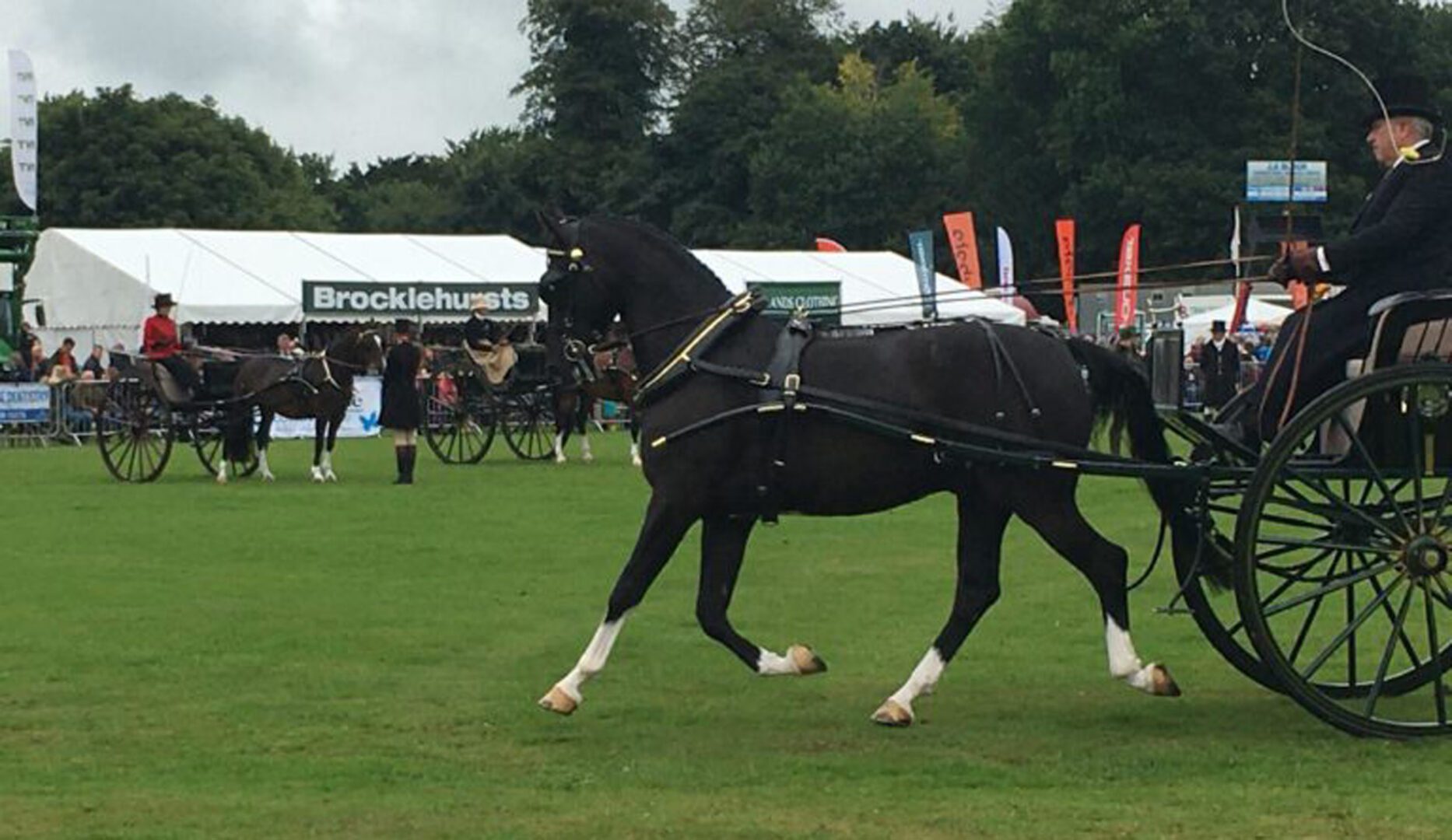 Ashbourne gateway horse in the show