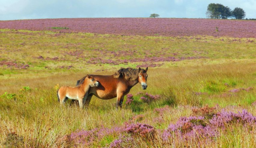 exmoree poney and foal