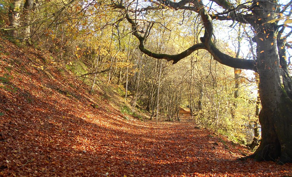 Autumn trees outside Alston hostel in Cumbria