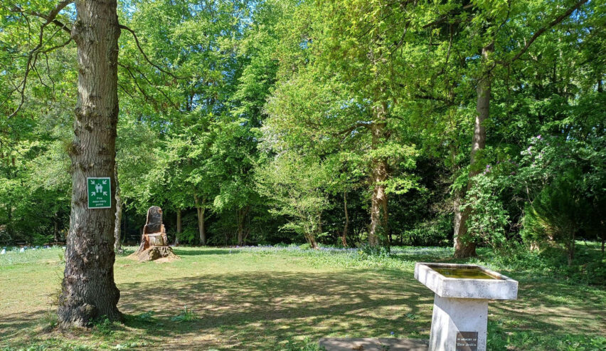 Front garden at jordans hostel showing bluebells