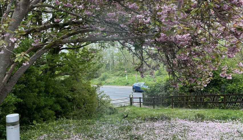 View through tthe tree to the carpark