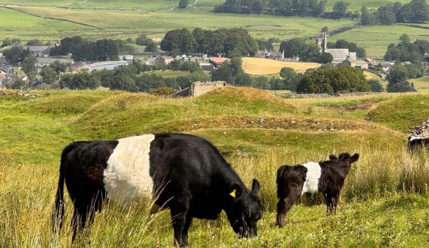 Aysgill camping Barn cows