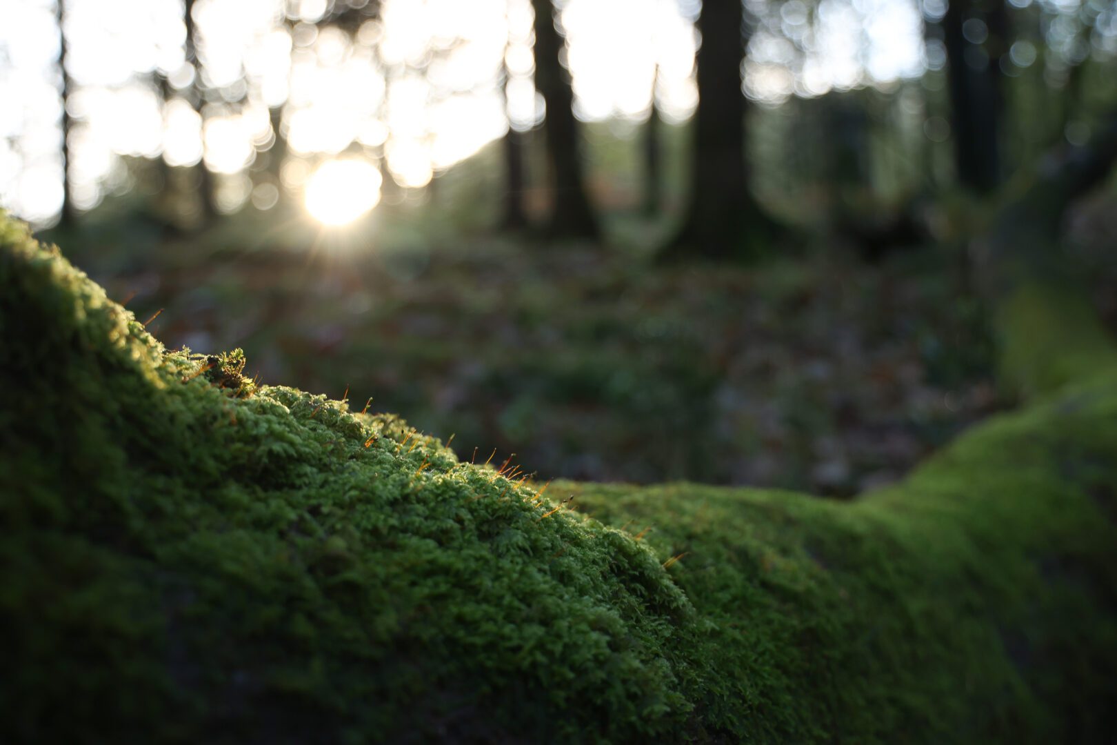 Moss in the woods at the rookhow centre