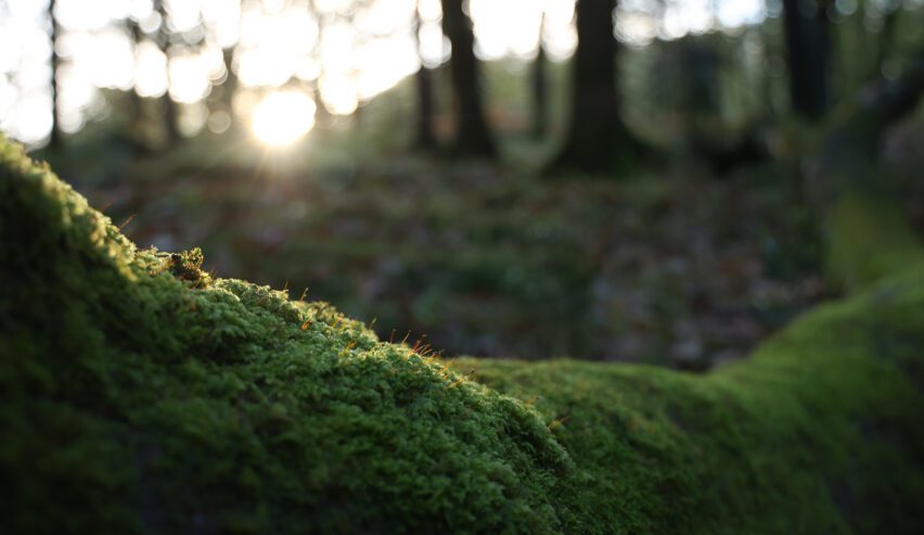 Moss in the woods at the rookhow centre