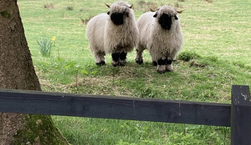 two sheep in the field by Witherslack Cycle Barn