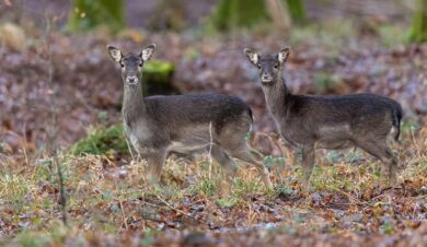 Deer at Chirstmas in the wye valley near camp hill crest