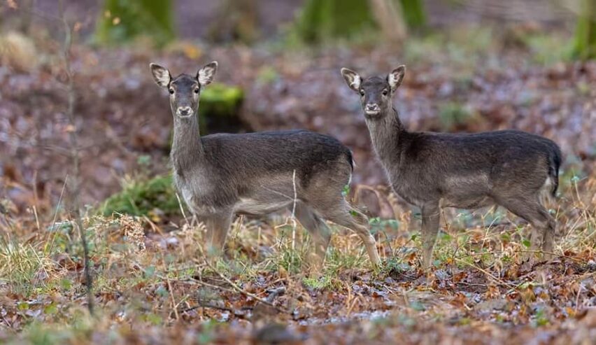 Deer at Chirstmas in the wye valley near camp hill crest