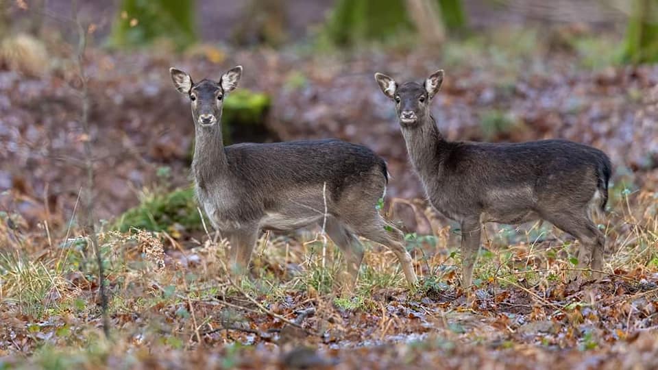 Deer at Chirstmas in the wye valley near camp hill crest