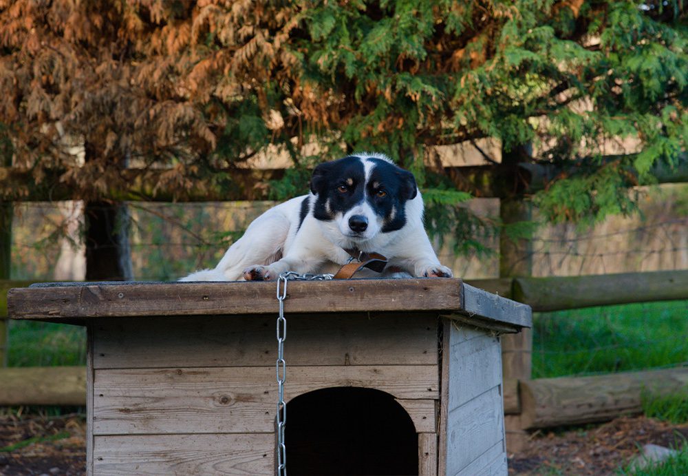 Gell the sheep dog sits on top of her kennel and looks at the camera.