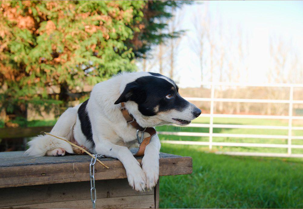 Picture of Gell the sheep dog sat on top of her kennel, paws together looking upwards.
