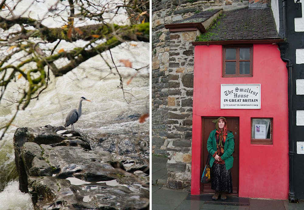 2 images: first shows a heron bird stood still as a stature amongst a raging waterfall. Second shows a person stood in the doorway of a tiny red terraced house, signed posted 'The smallest house in Great Britain'.