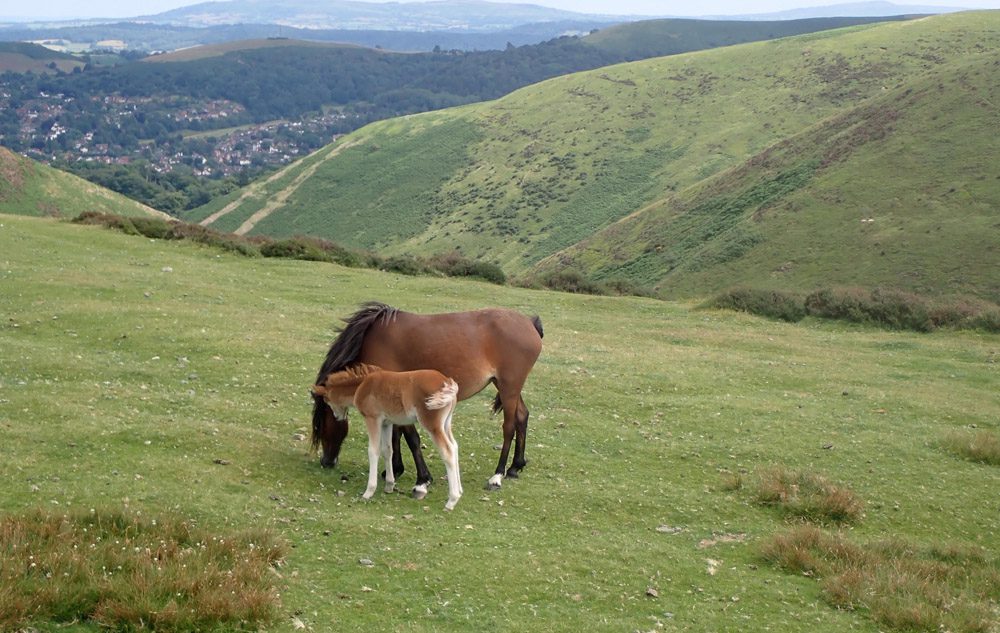 “Ponies on the Long Mynd, photographed during David Hilton’s walk along the Shropshire Way.