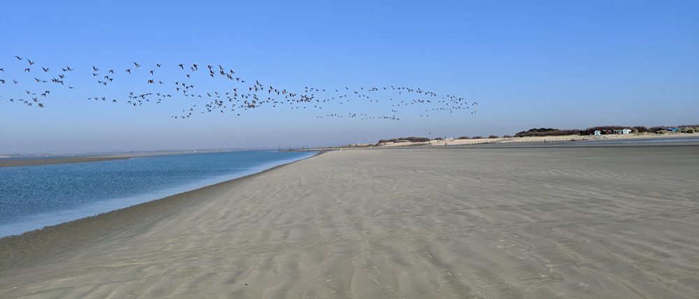 birds flying over beach on the english coast path