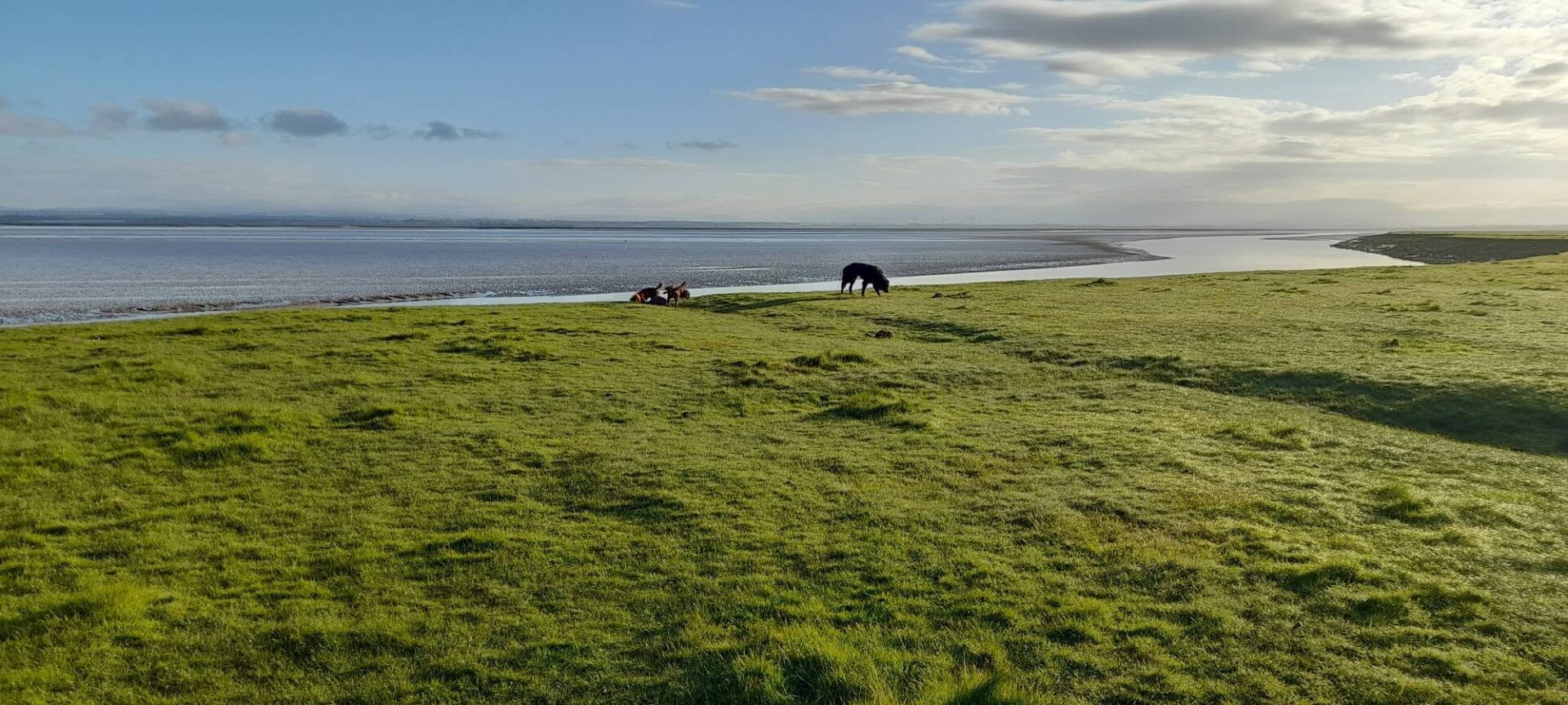 Dogs play on Solway Firth coast of the king charles ii england coast path