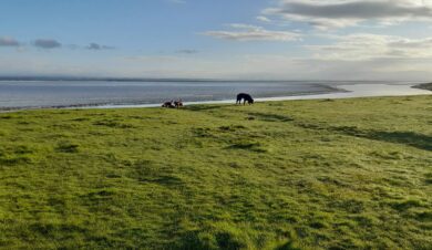 Dogs play on Solway Firth coast of the king charles ii england coast path