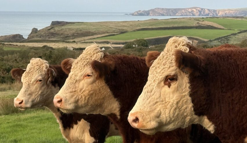 cows at caerhafod lodge on the north pembrokeshire coast