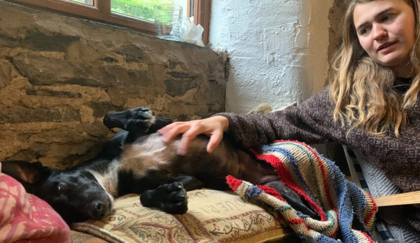 dog being stroked at low bridge end farm camping barn